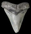 Serrated, Megalodon Tooth - Georgia #63944-1